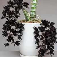 Catasetum After Dark 'SVO Black Pearl'