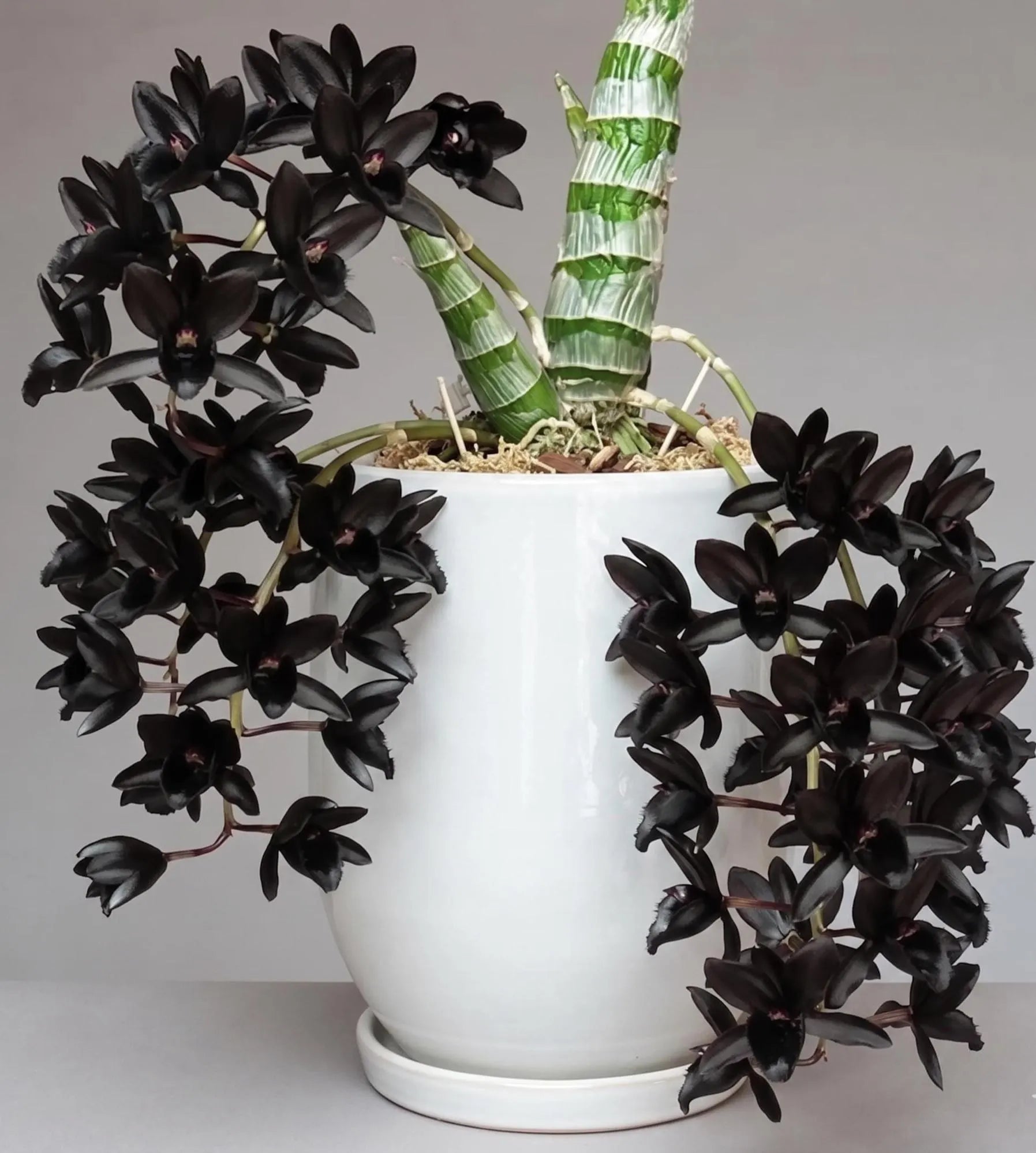 Catasetum After Dark 'SVO Black Pearl'