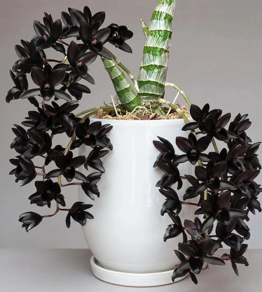 Catasetum After Dark 'SVO Black Pearl'