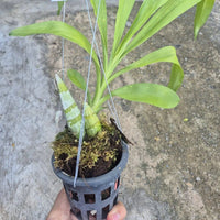 Catasetum After Dark 'SVO Black Pearl'