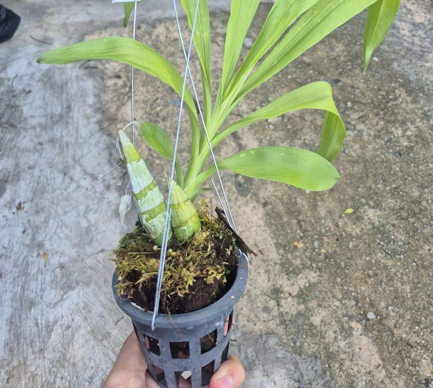 Catasetum After Dark 'SVO Black Pearl'