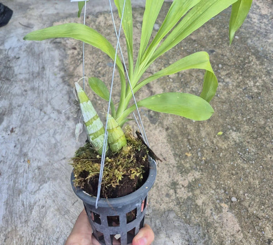 Catasetum After Dark 'SVO Black Pearl'