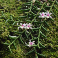 Cleisostoma scolopendrifolium