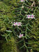 Cleisostoma scolopendrifolium