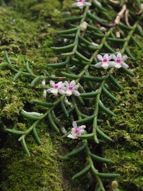 Cleisostoma scolopendrifolium