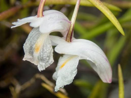 Dendrobium acerosum (Fragrance)
