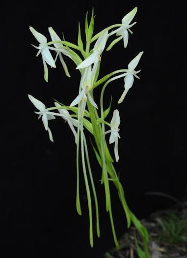 Habenaria hosseusii
