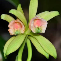 Vanilla albida (Vietnam)