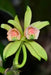 Vanilla albida (Vietnam)