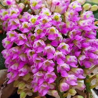 Schoenorchis fragrans