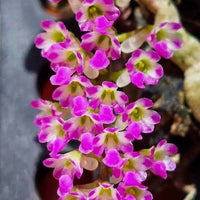 Schoenorchis fragrans