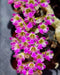 Schoenorchis fragrans