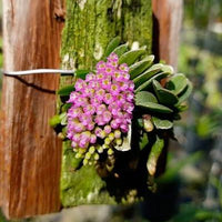 Schoenorchis fragrans