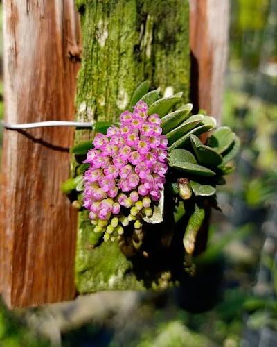Schoenorchis fragrans
