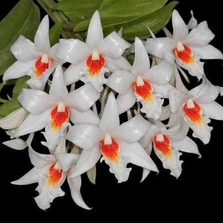 Dendrobium draconis