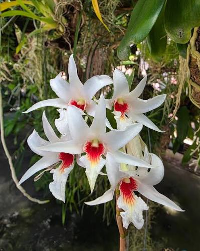 Dendrobium draconis