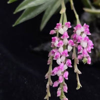 Schoenorchis gemmata
