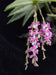Schoenorchis gemmata