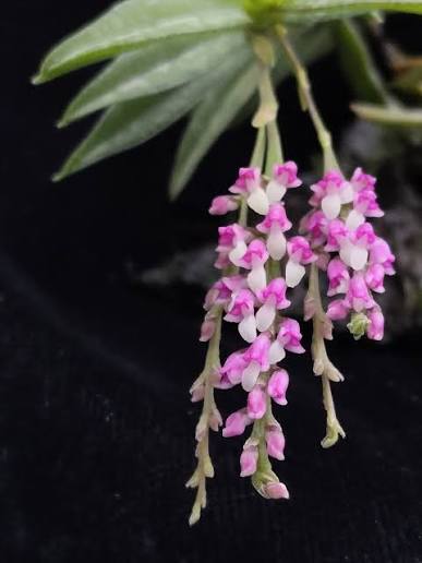 Schoenorchis gemmata