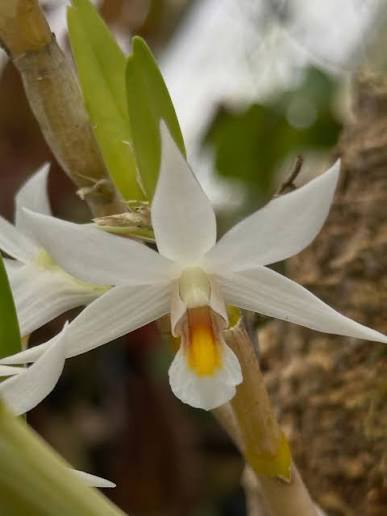 Dendrobium sutepense