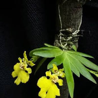 Psygmorchis pusilla  (Oncidium pusilla)