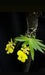 Psygmorchis pusilla  (Oncidium pusilla)