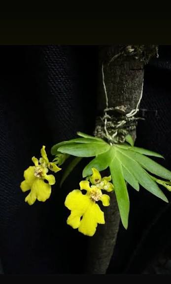 Psygmorchis pusilla  (Oncidium pusilla)