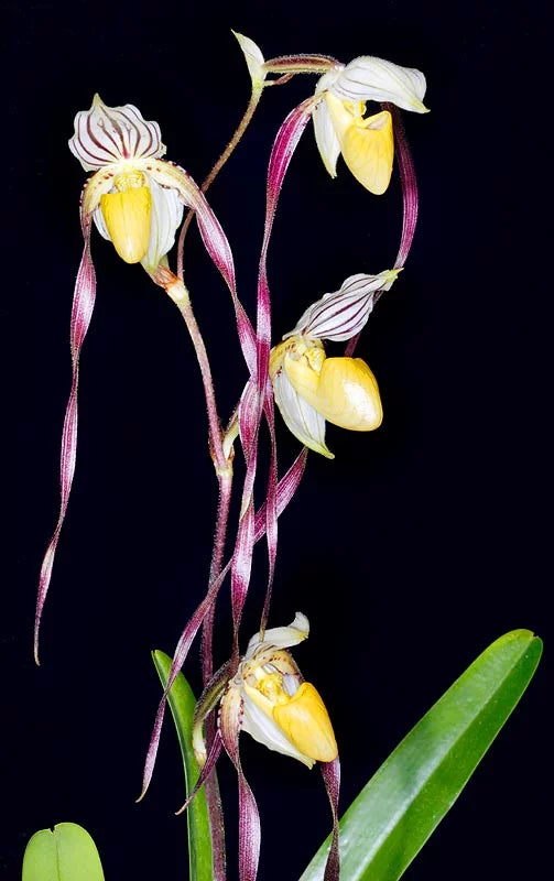 Paphiopedilum philippinense