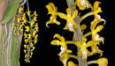 Robiquetia aberrans (syn. Malleola baliensis)