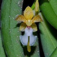 Pennilabium struthio