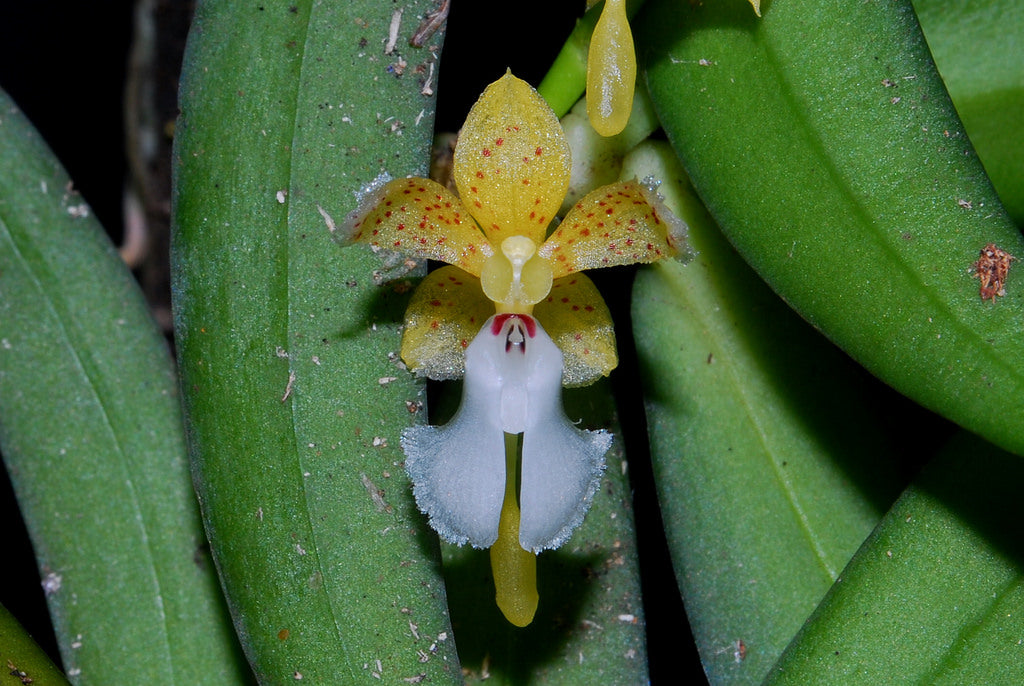 Pennilabium struthio