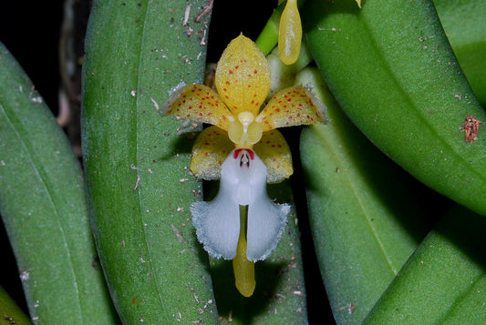 Pennilabium struthio