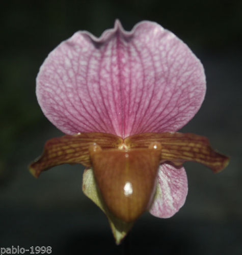 Paphiopedilum charlesworthii