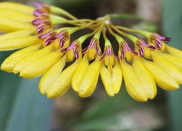 Bulbophyllum skeatianum