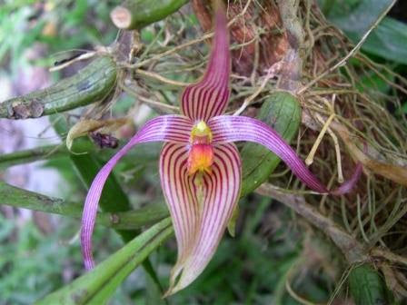 Bulbophyllum inunctum ‘pink’