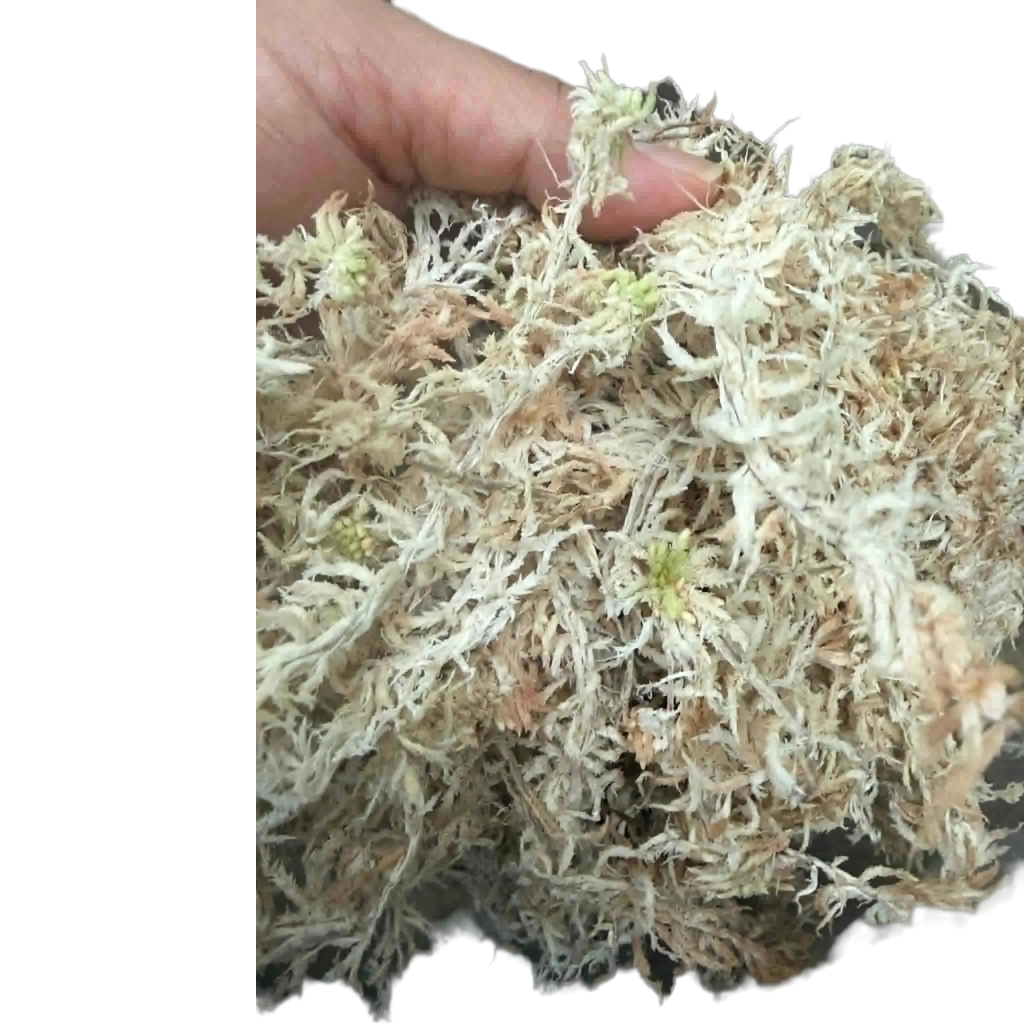 Laos Sphagnum Moss – Orchid Plant Growing Medium, Clean & Selection